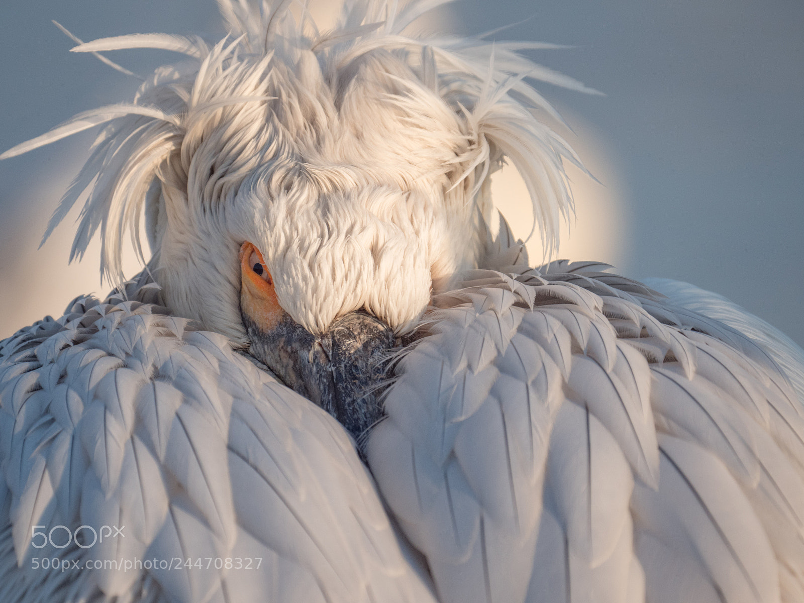 Panasonic Lumix DC-G9 sample photo. Dalmatian pelican.jpg photography