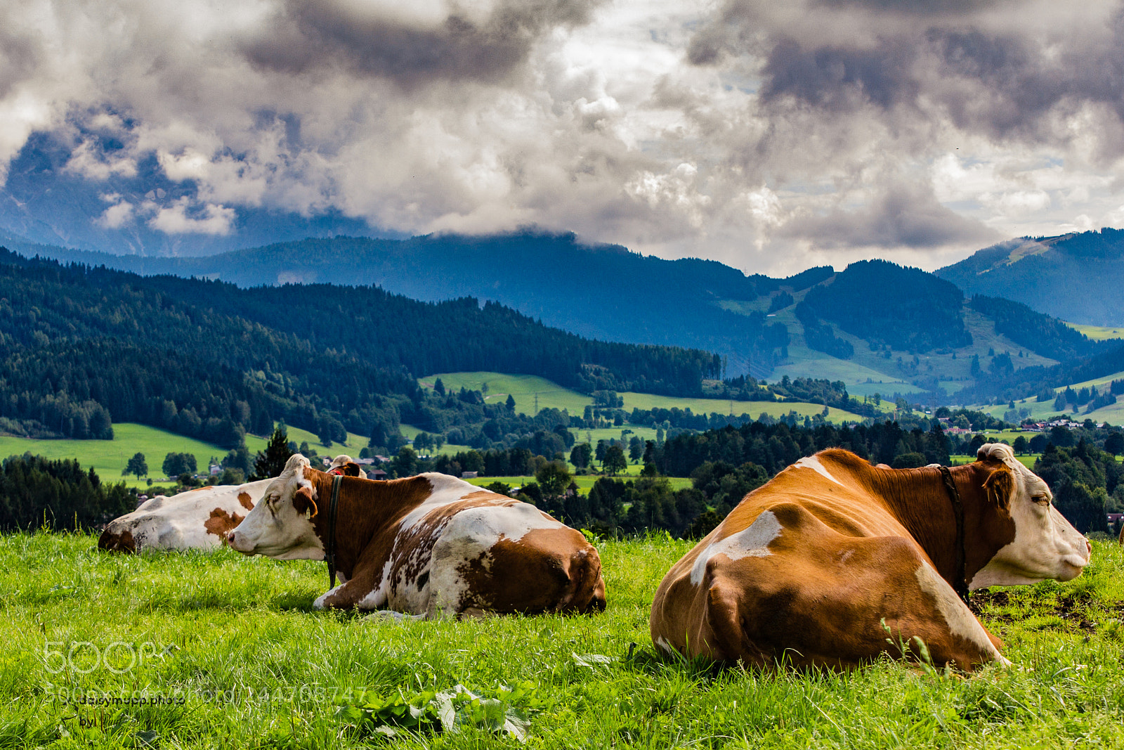 Canon EOS 60D sample photo. Kühe alm photography