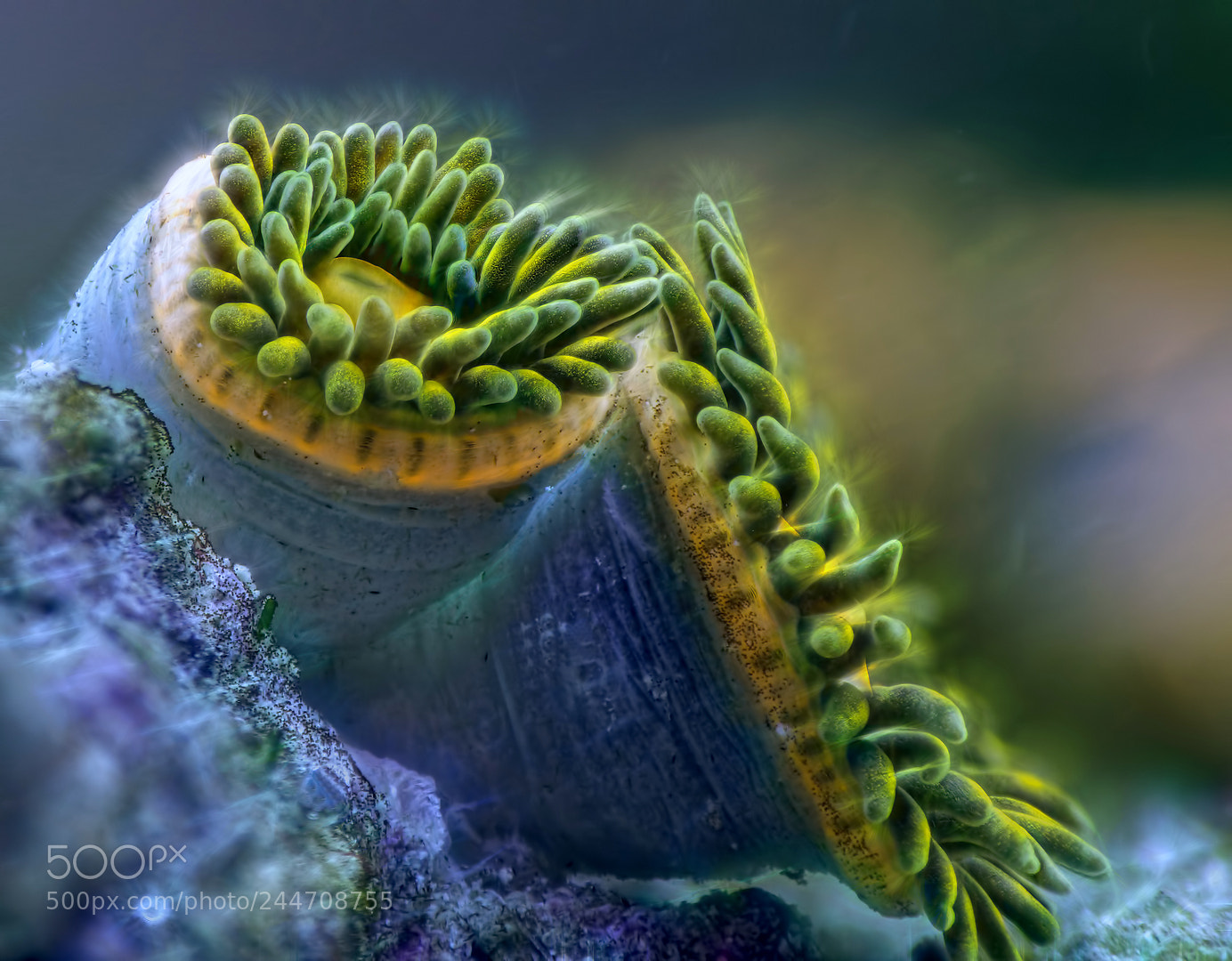 Olympus OM-D E-M10 II sample photo. Tropic underwater colors photography