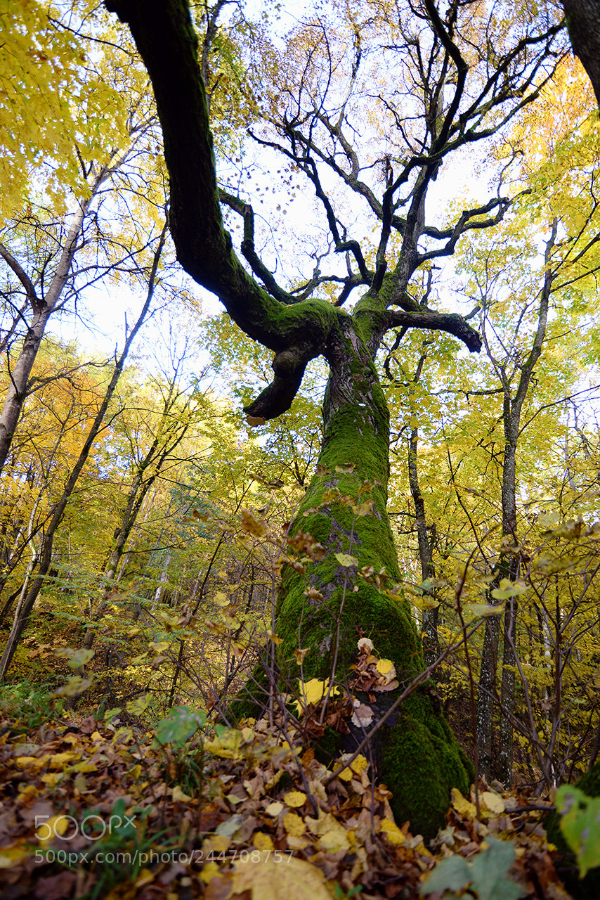 Nikon D610 sample photo. If trees could walk photography