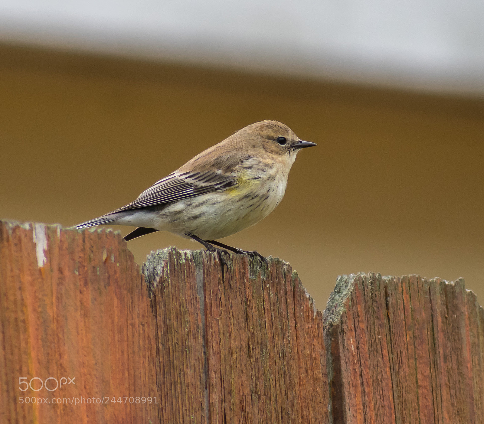 Nikon D3400 sample photo. Perched warbler photography