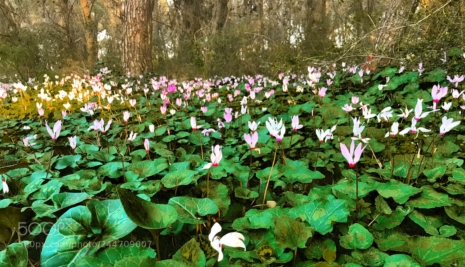 Apple iPhone 7 sample photo. Cyclamens forest photography