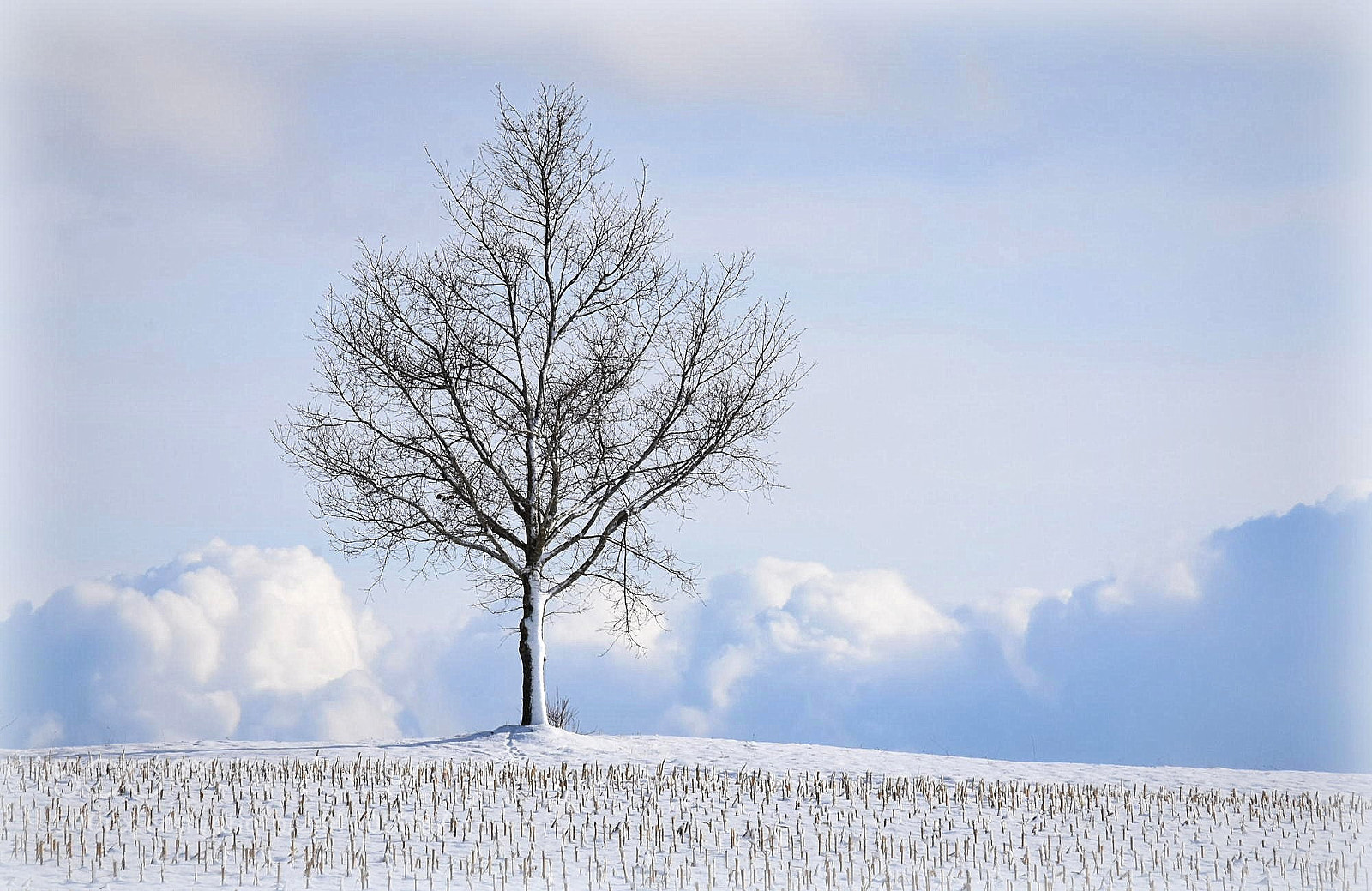 Nikon D7200 sample photo. "wintertree" photography