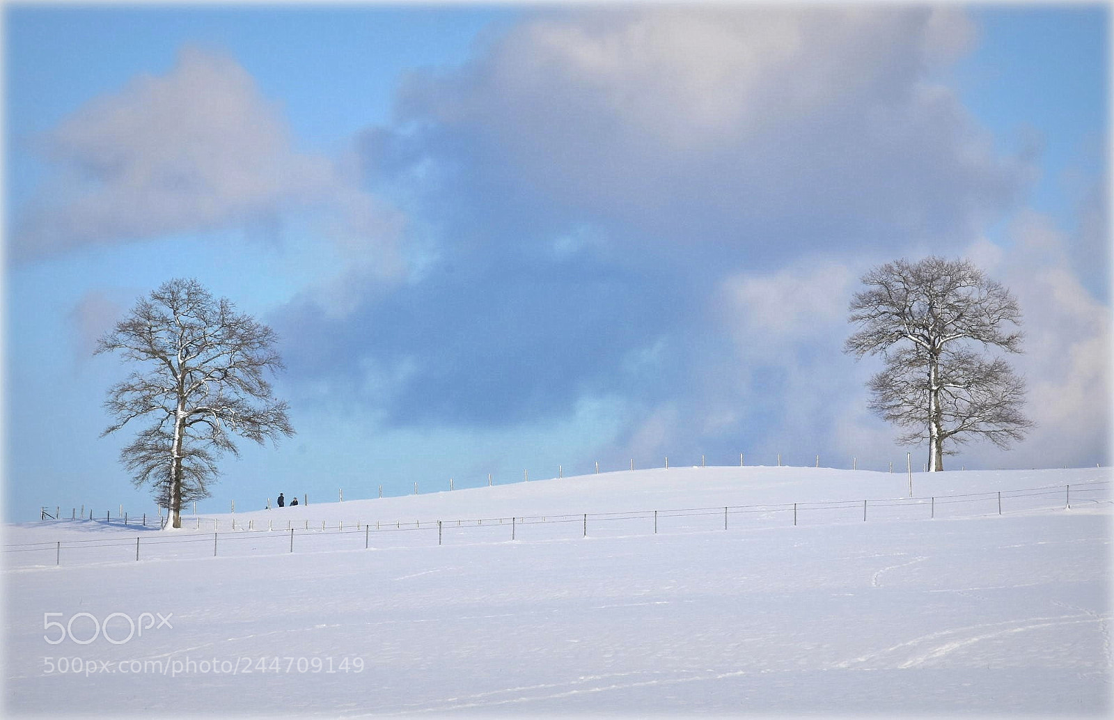 Nikon D7200 sample photo. "wintertrees" photography