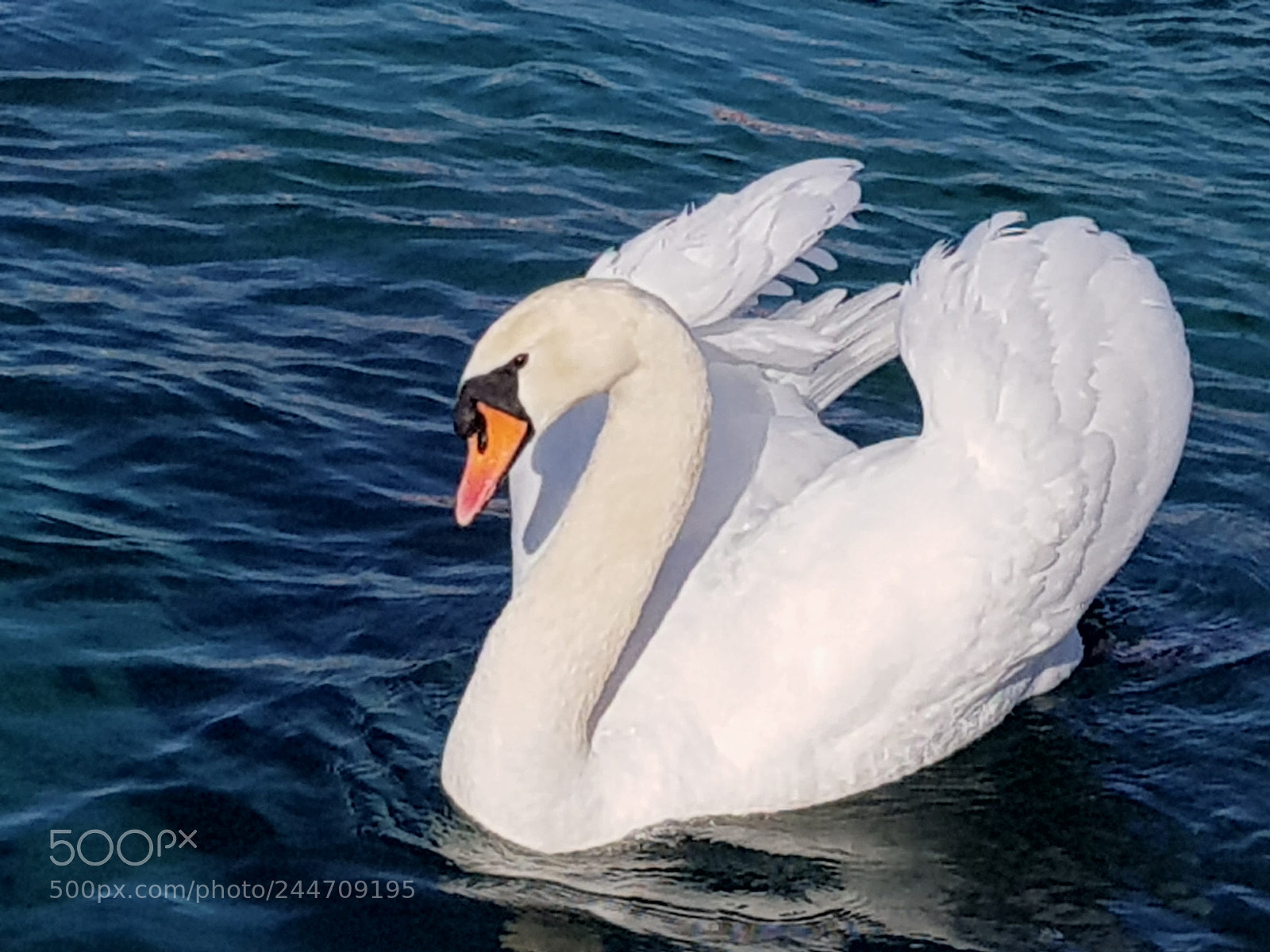 Samsung Galaxy S8 sample photo. Le cygne photography
