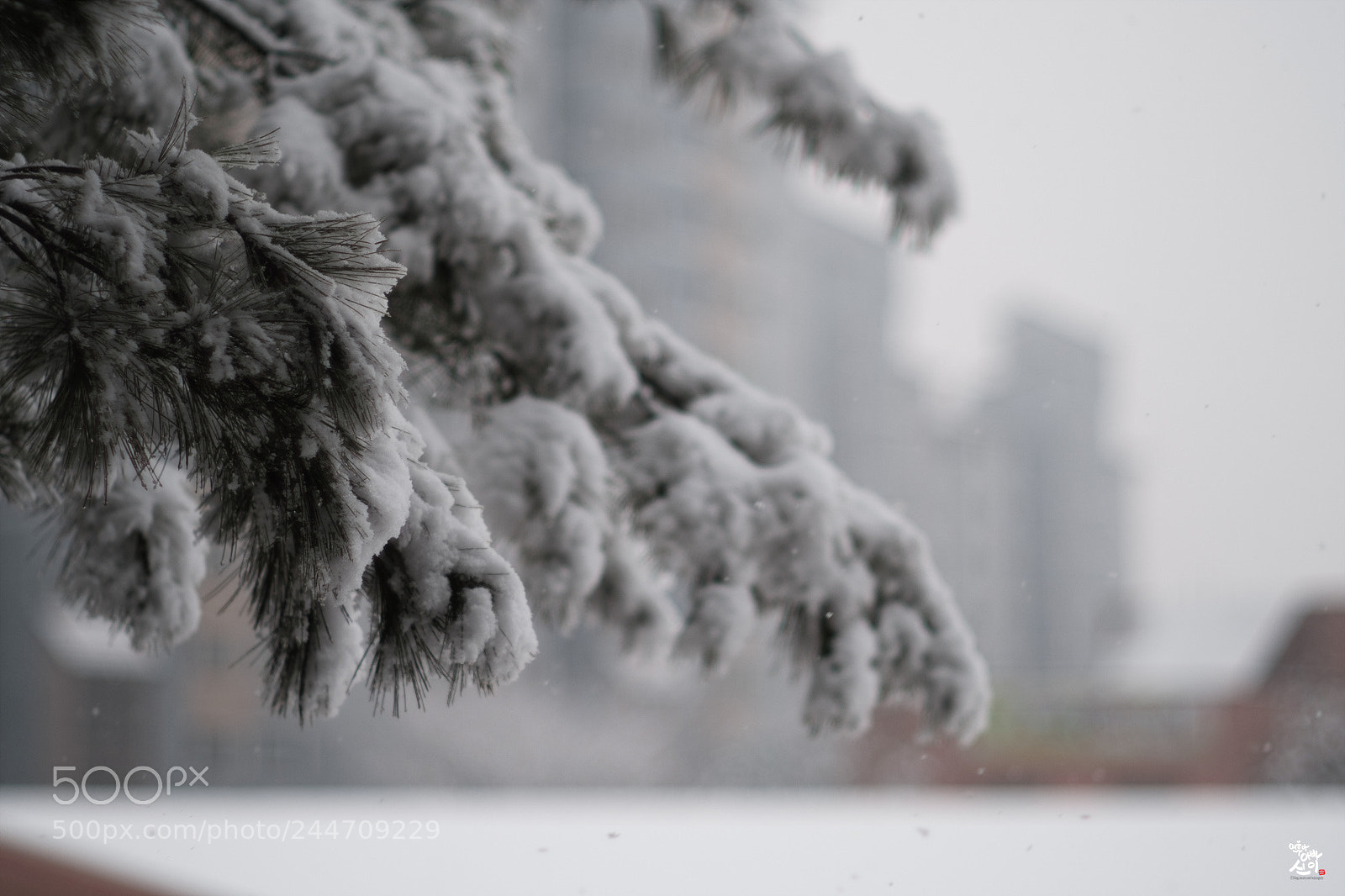 Fujifilm X-T2 sample photo. One snowy day..... photography