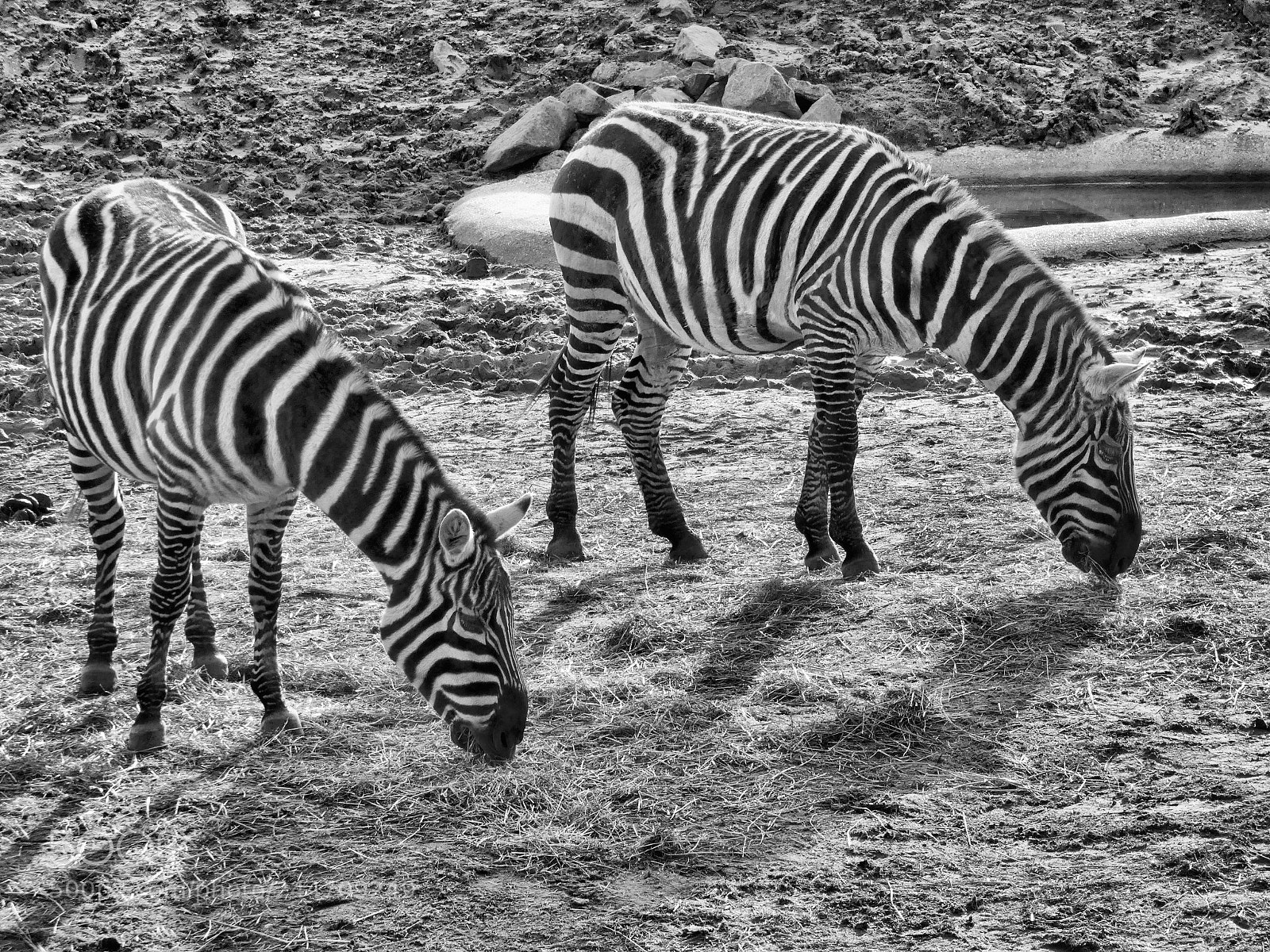 Panasonic Lumix DC-FZ80 (Lumix DC-FZ82) sample photo. Zebras in black and photography
