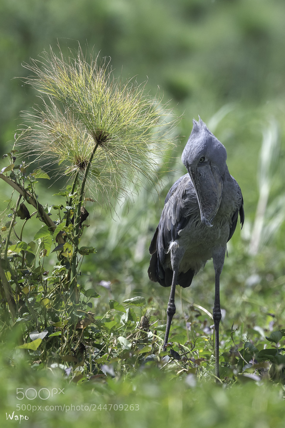 Nikon D500 sample photo. Shoebill5 photography