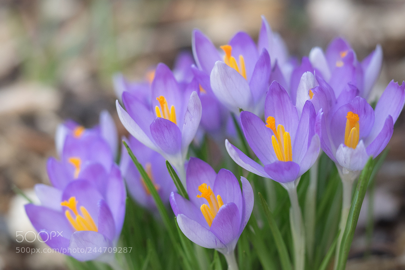 Olympus OM-D E-M1 sample photo. Crocuses photography