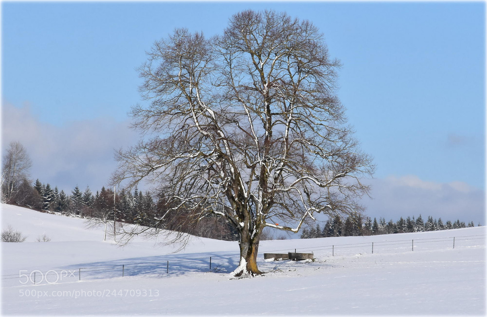 Nikon D7200 sample photo. "tree" photography