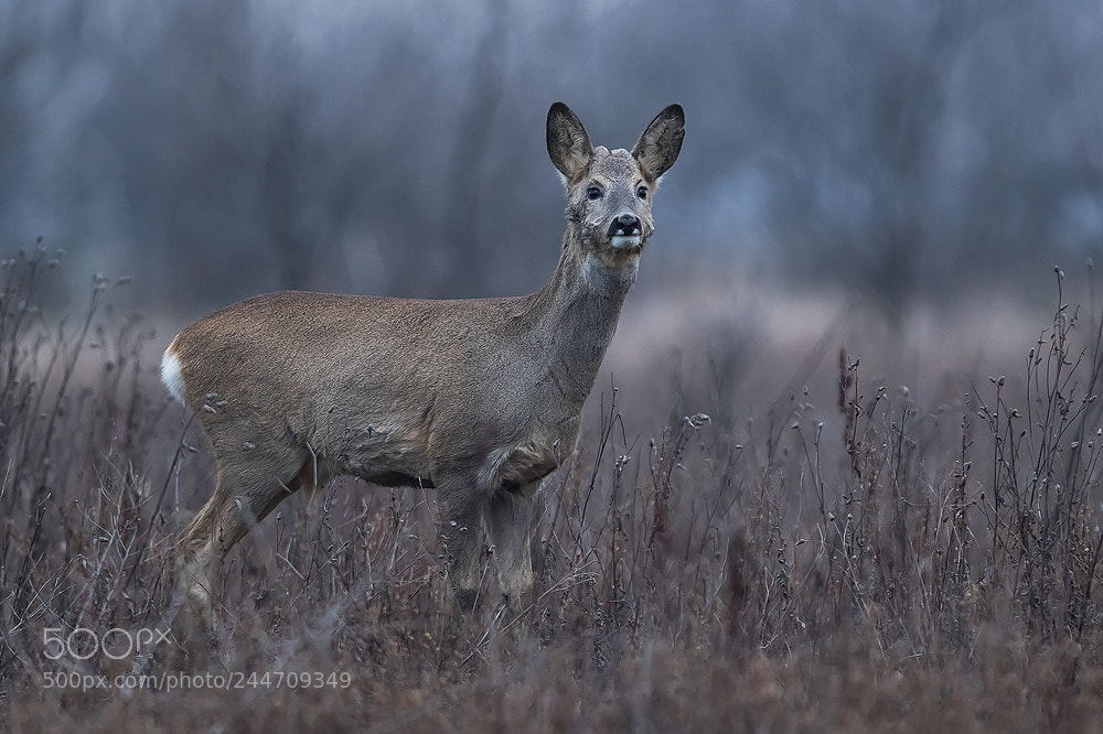 Canon EOS 7D Mark II sample photo. Early morning roe-deer photography