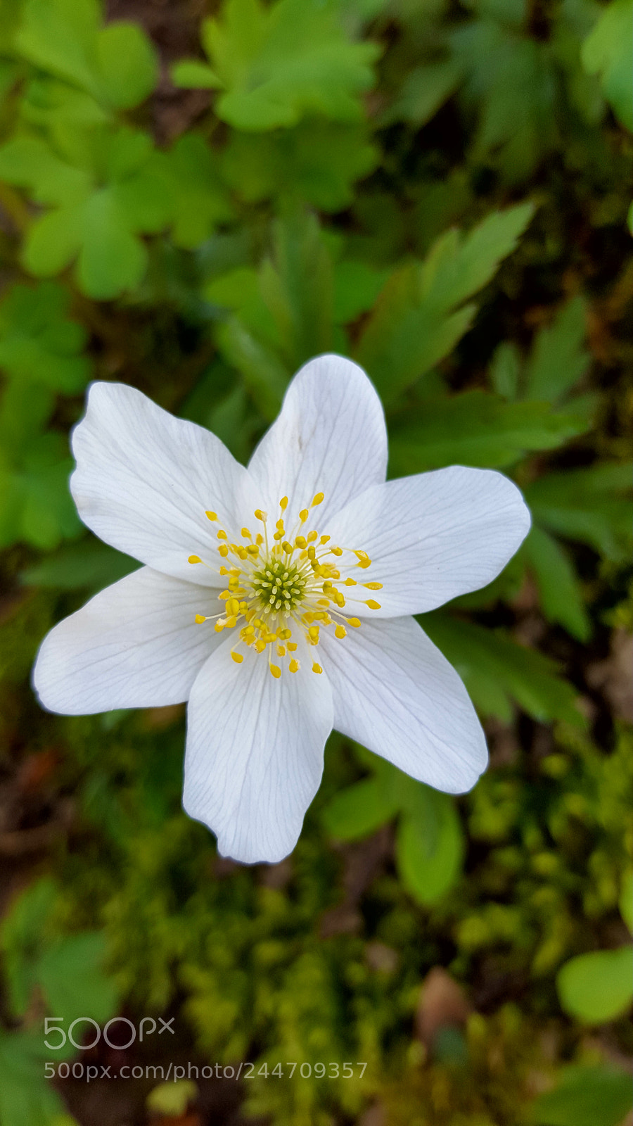Samsung Galaxy S6 sample photo. Flower photography