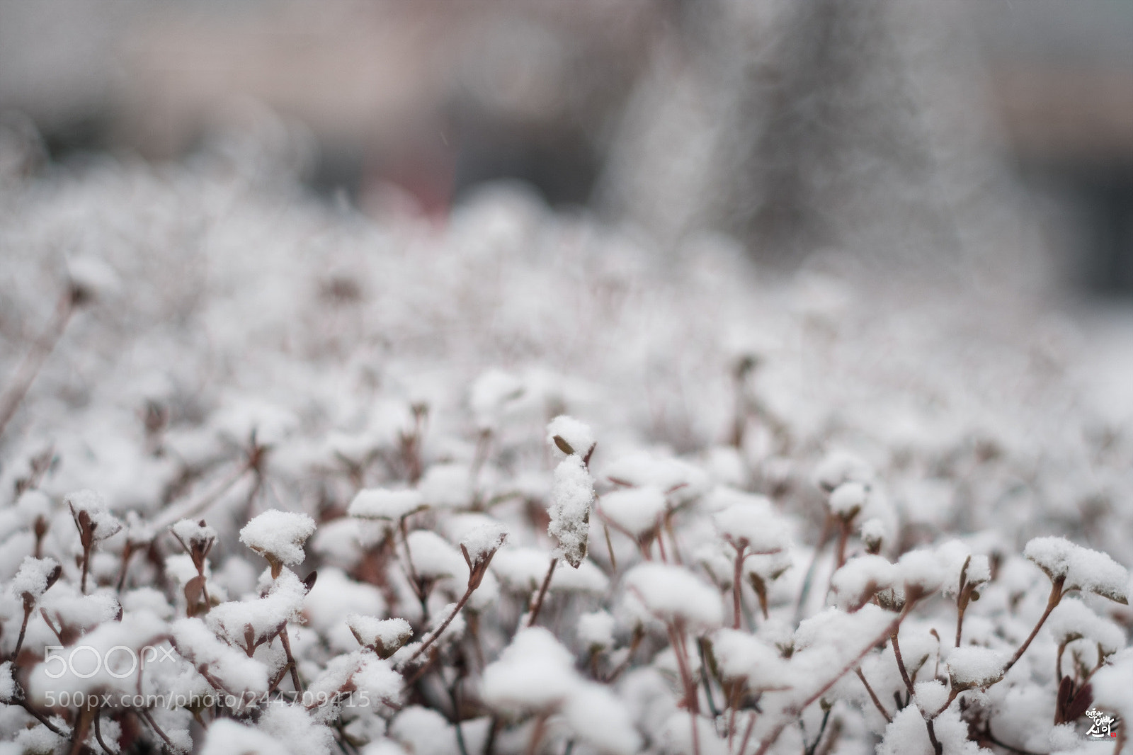 Fujifilm X-T2 sample photo. Snow flower photography
