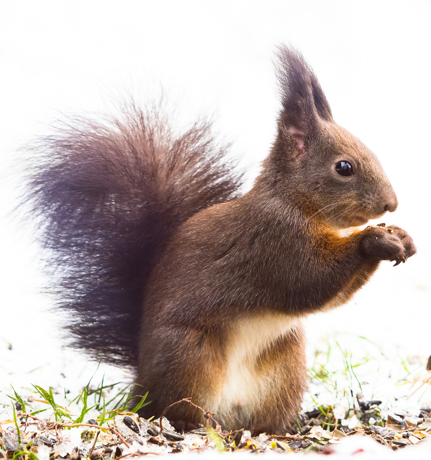 Olympus OM-D E-M1 Mark II sample photo. Little visitor in my photography