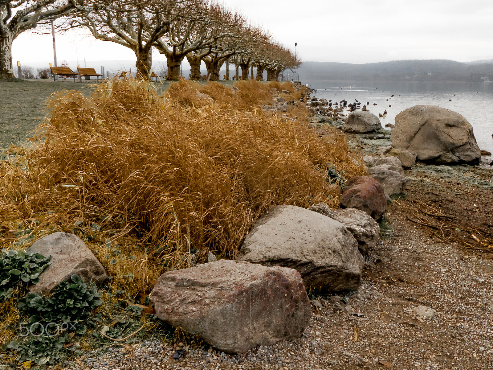 Panasonic DC-TZ91 sample photo. Schilf mit see photography