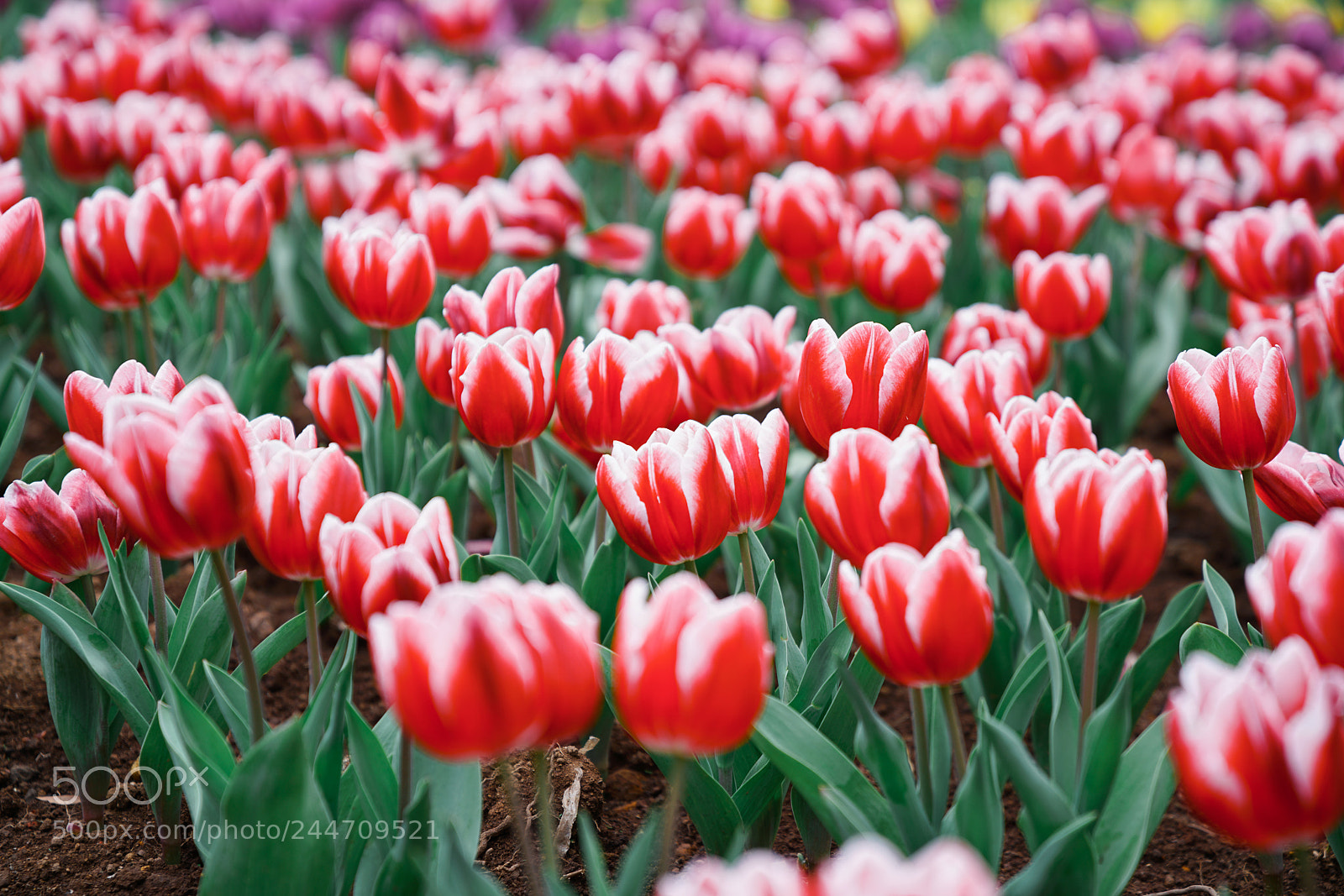 Sony a7R II sample photo. Tulip photography
