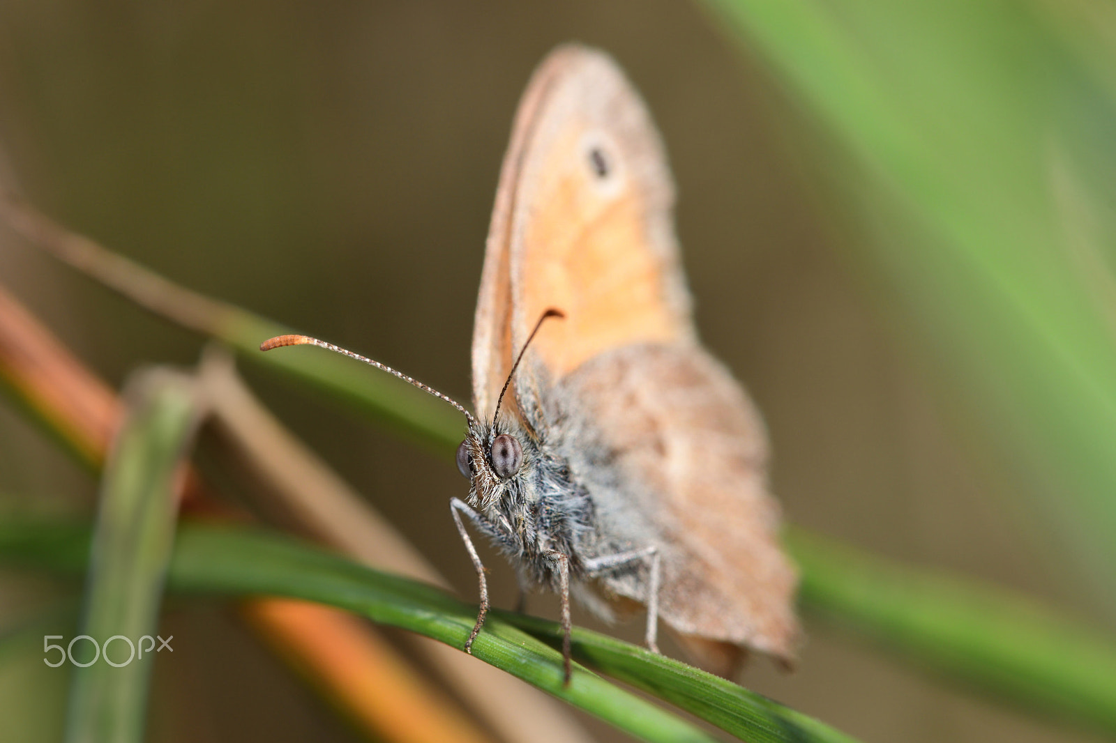 Nikon AF-S Micro-Nikkor 105mm F2.8G IF-ED VR sample photo. Butterfly photography