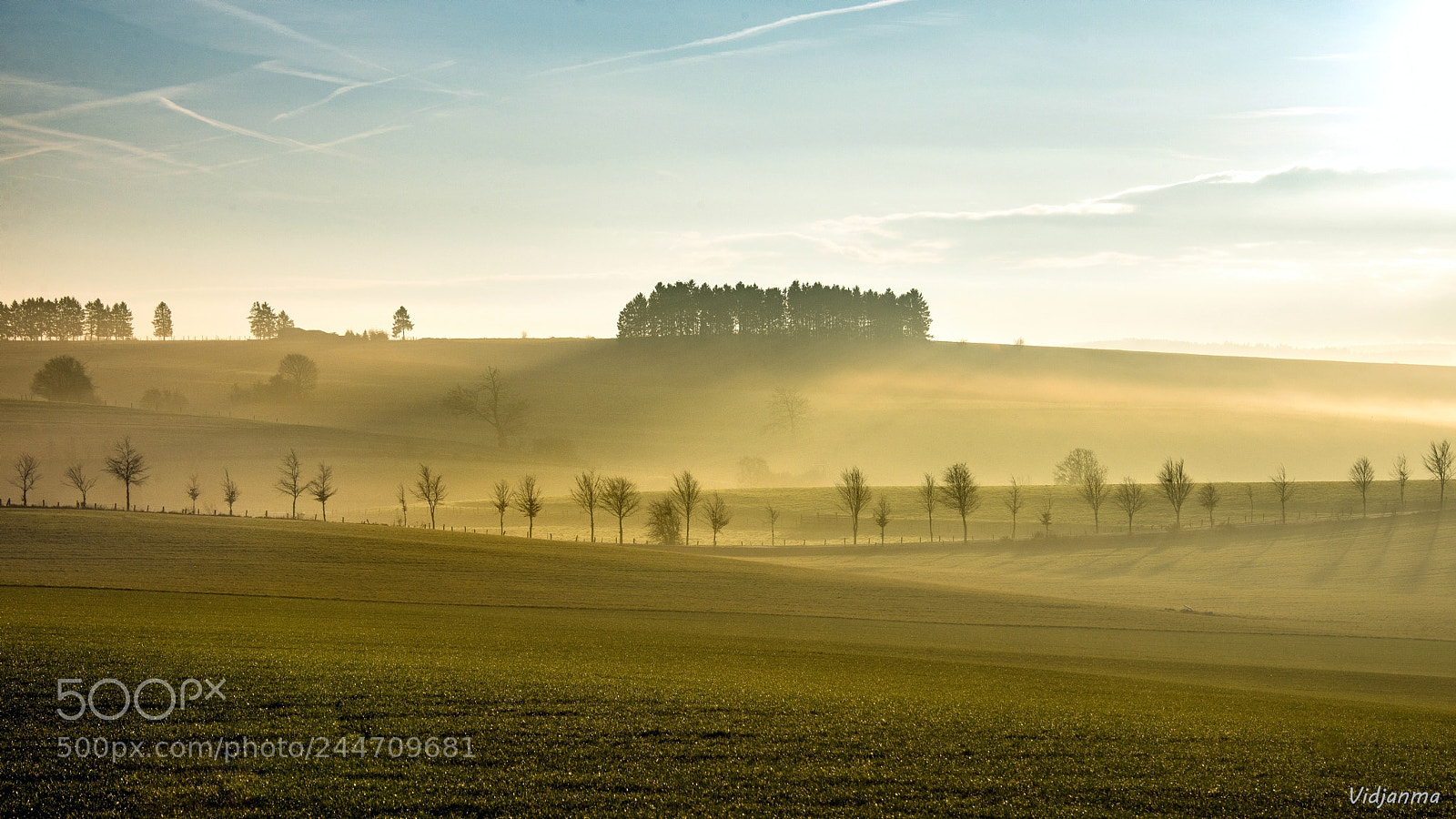 Nikon D610 sample photo. Yellow morning photography