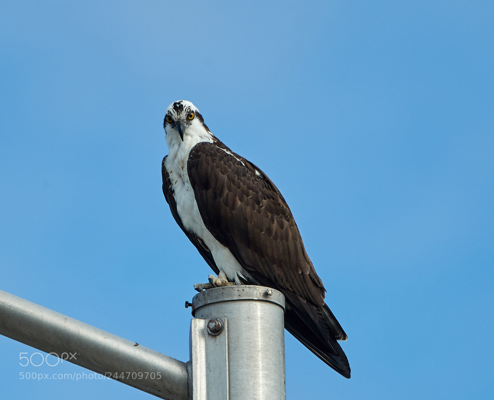 Canon EOS-1D X Mark II sample photo. 02-02-18-0001819.jpg photography