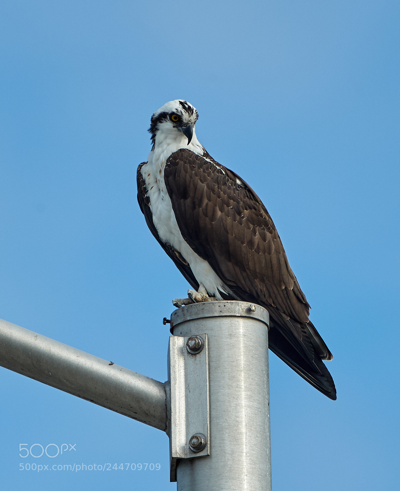 Canon EOS-1D X Mark II sample photo. 02-02-18-0001818.jpg photography