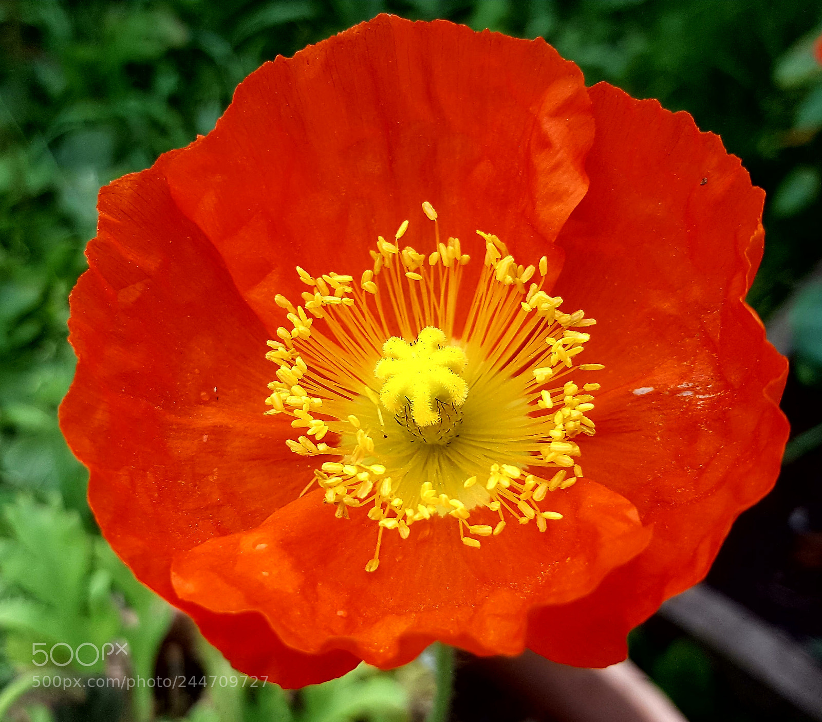Samsung Galaxy S6 sample photo. Red flower photography