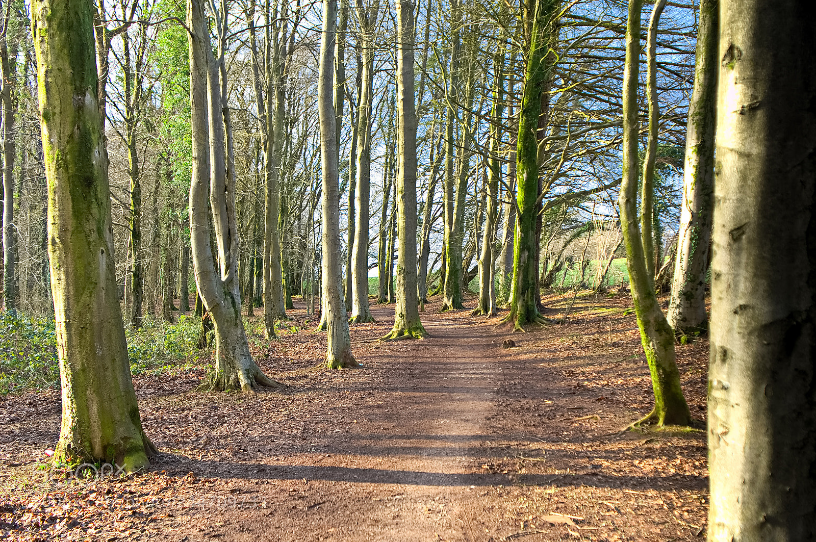 Nikon D2X sample photo. Fforest fawr (big forest) photography