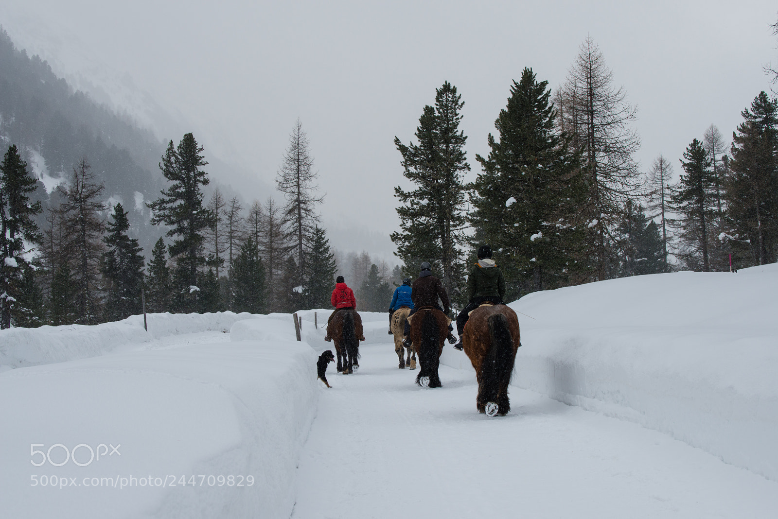 Nikon D800 sample photo. Winter in pontresina photography