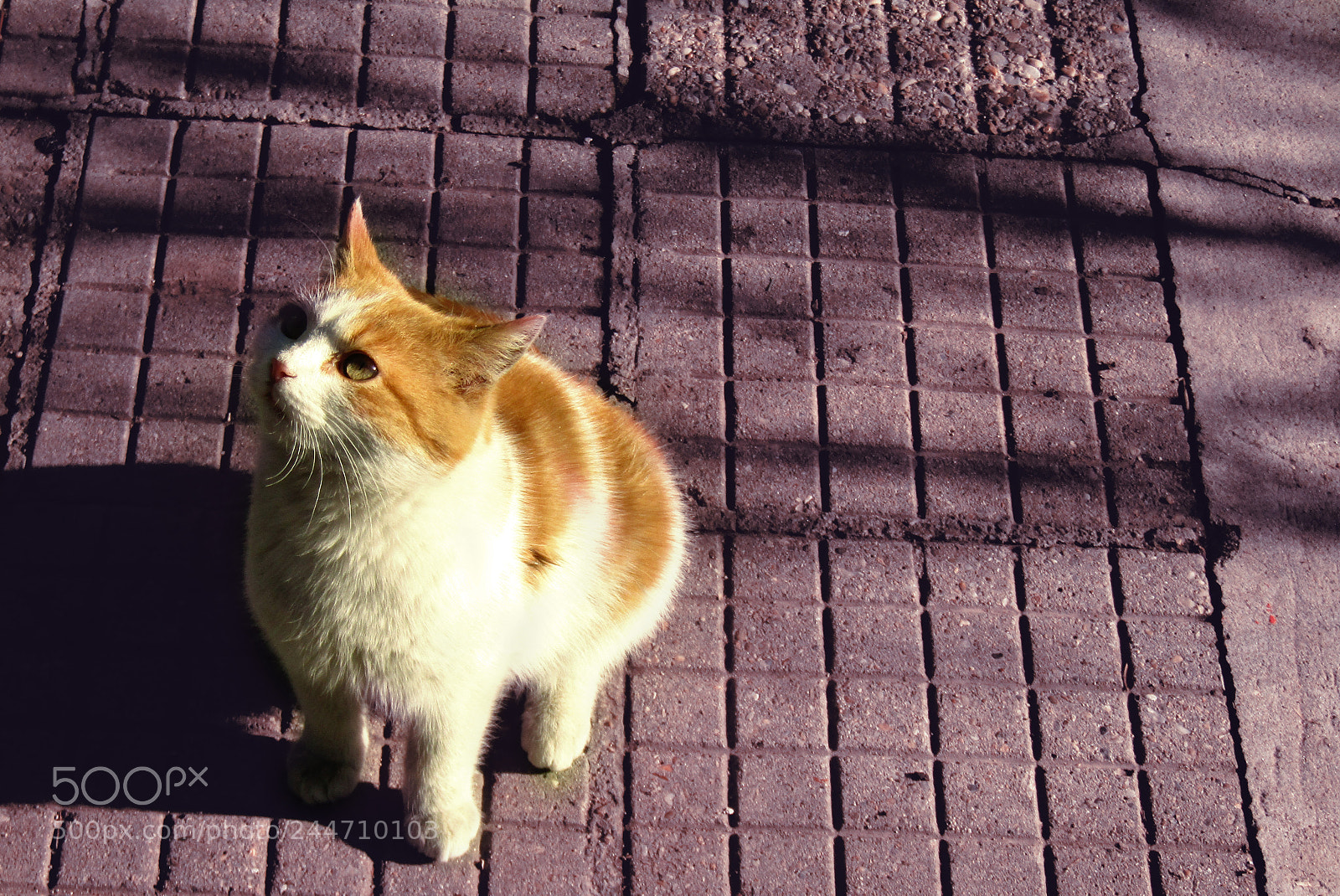 Canon PowerShot SX410 IS sample photo. Thinking. photography