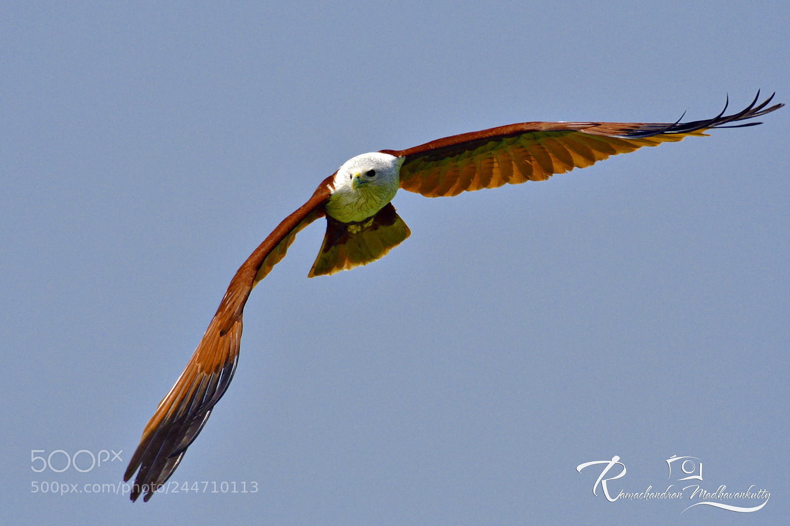 Nikon D500 sample photo. Brahminy kite - a photography