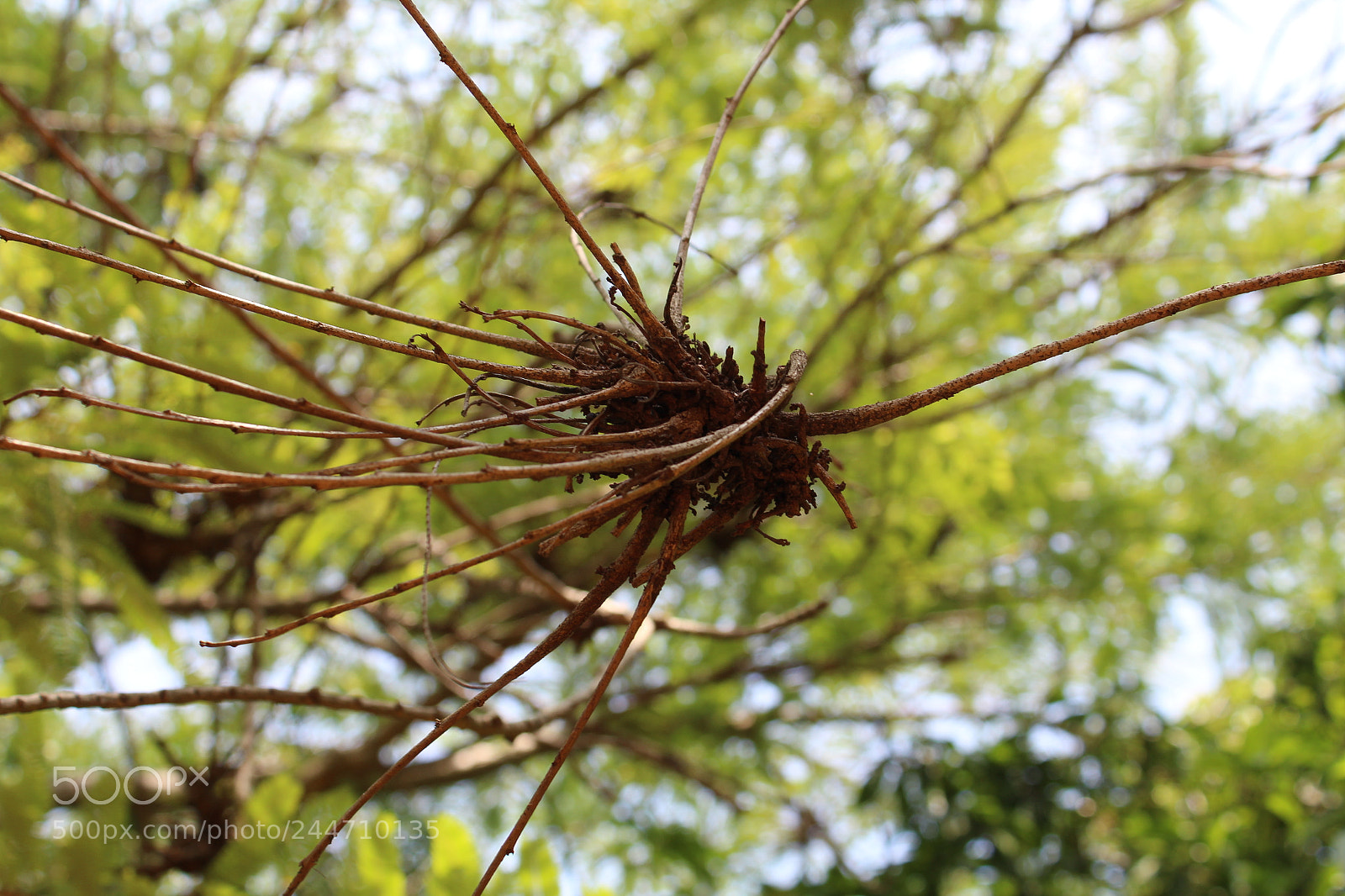 Canon EOS 1300D (EOS Rebel T6 / EOS Kiss X80) sample photo. Img photography