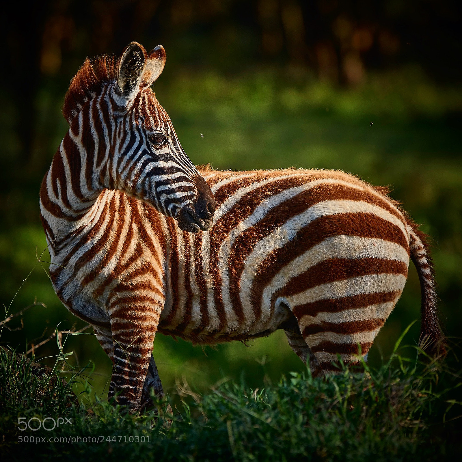 Nikon D810 sample photo. Zebra foal photography