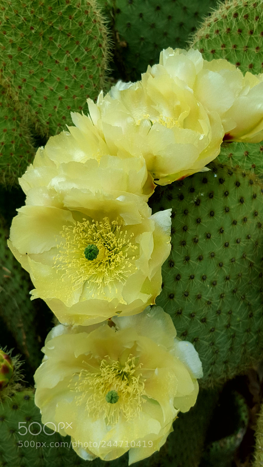Samsung Galaxy S6 sample photo. Cactus photography