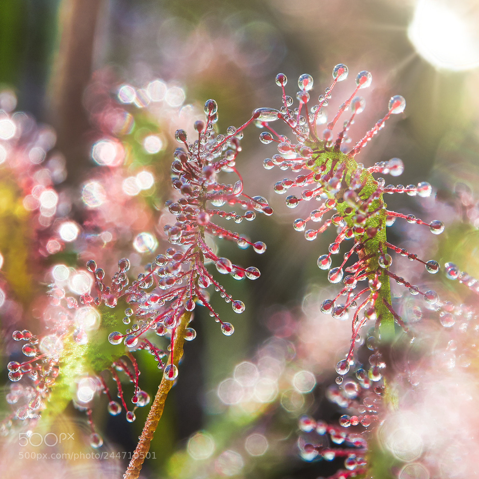 Olympus OM-D E-M1 Mark II sample photo. Sonnentau photography