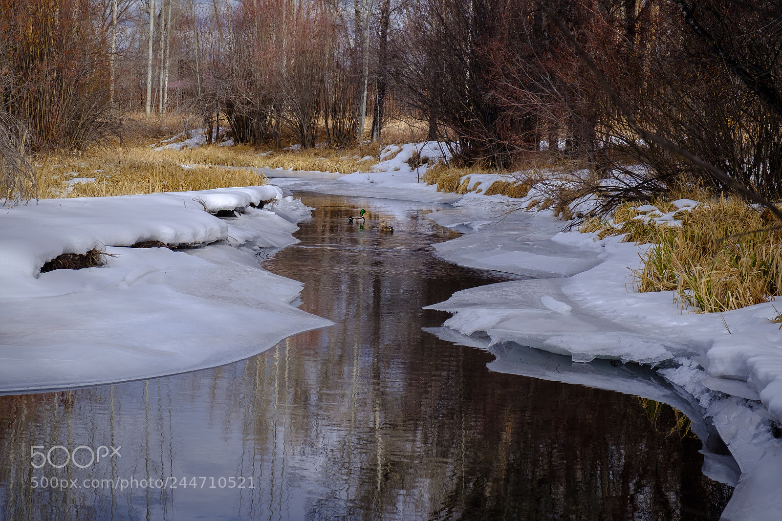Fujifilm X-T2 sample photo. Winter ducks photography