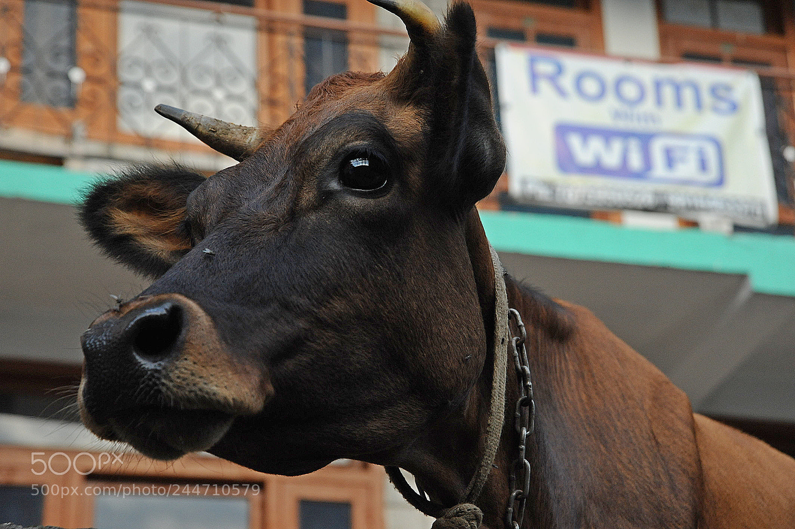 Nikon D700 sample photo. Cow photography