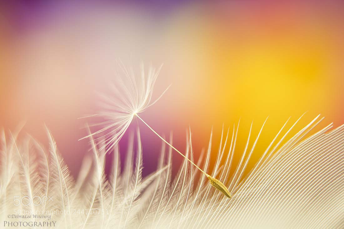 Nikon D800 sample photo. Floating on feathers photography