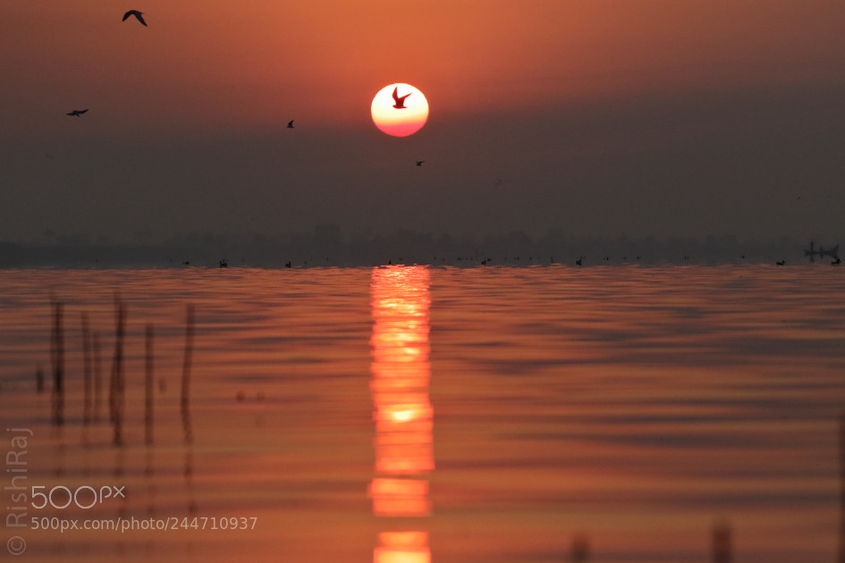 Canon EOS 7D Mark II sample photo. Rising sun!! photography