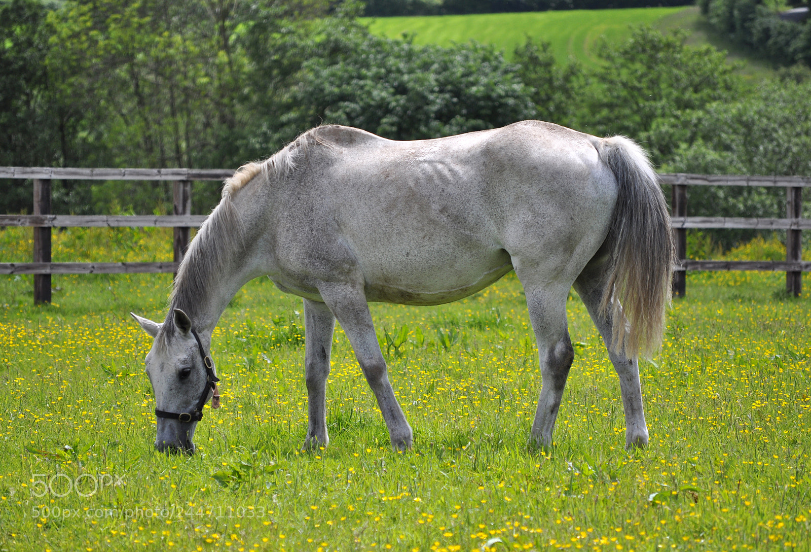 Nikon D5000 sample photo. Just grazing photography