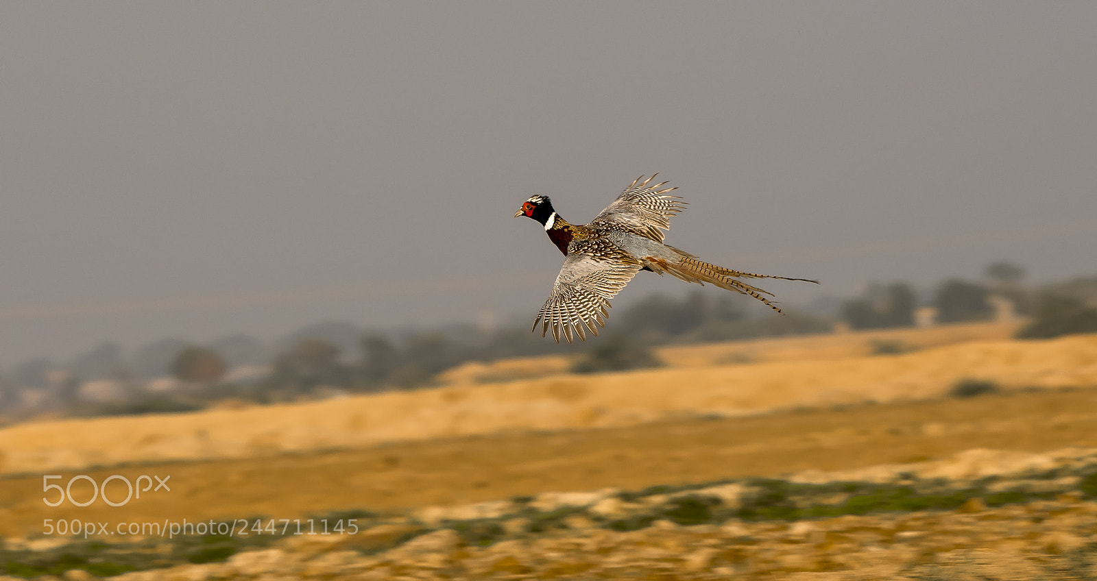 Nikon D850 sample photo. The pheasant flies in photography