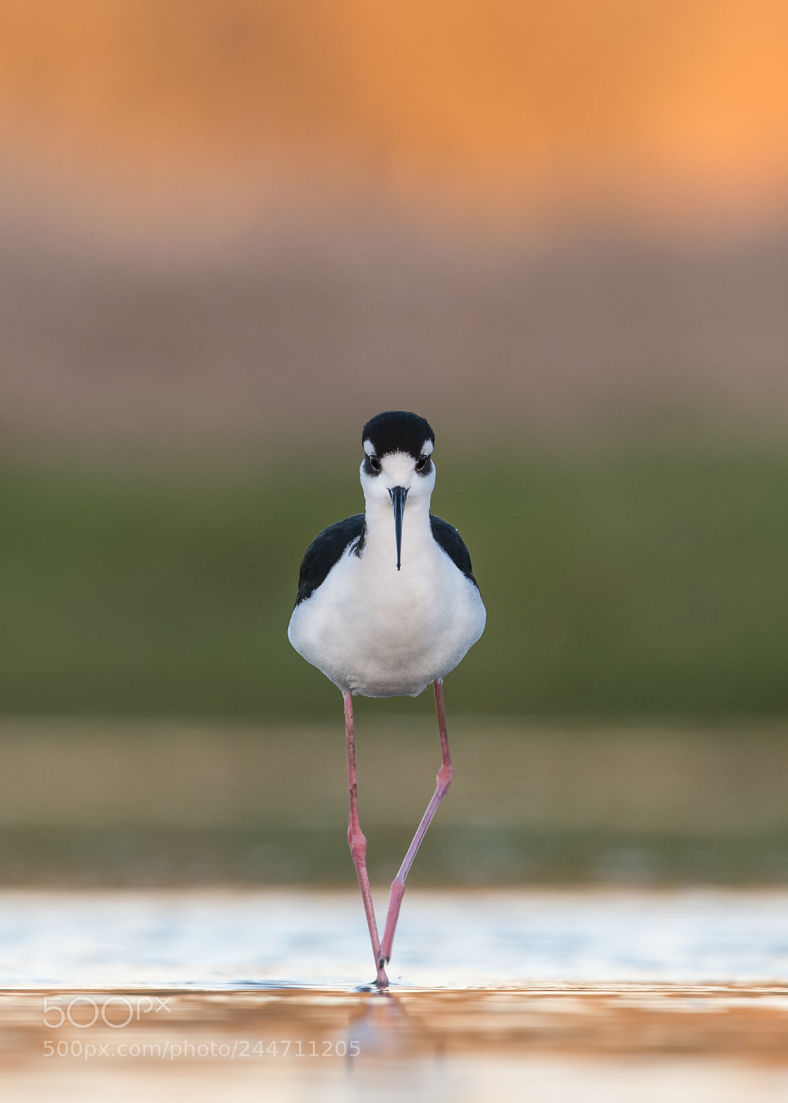 Nikon D850 sample photo. Black-necked stilt photography