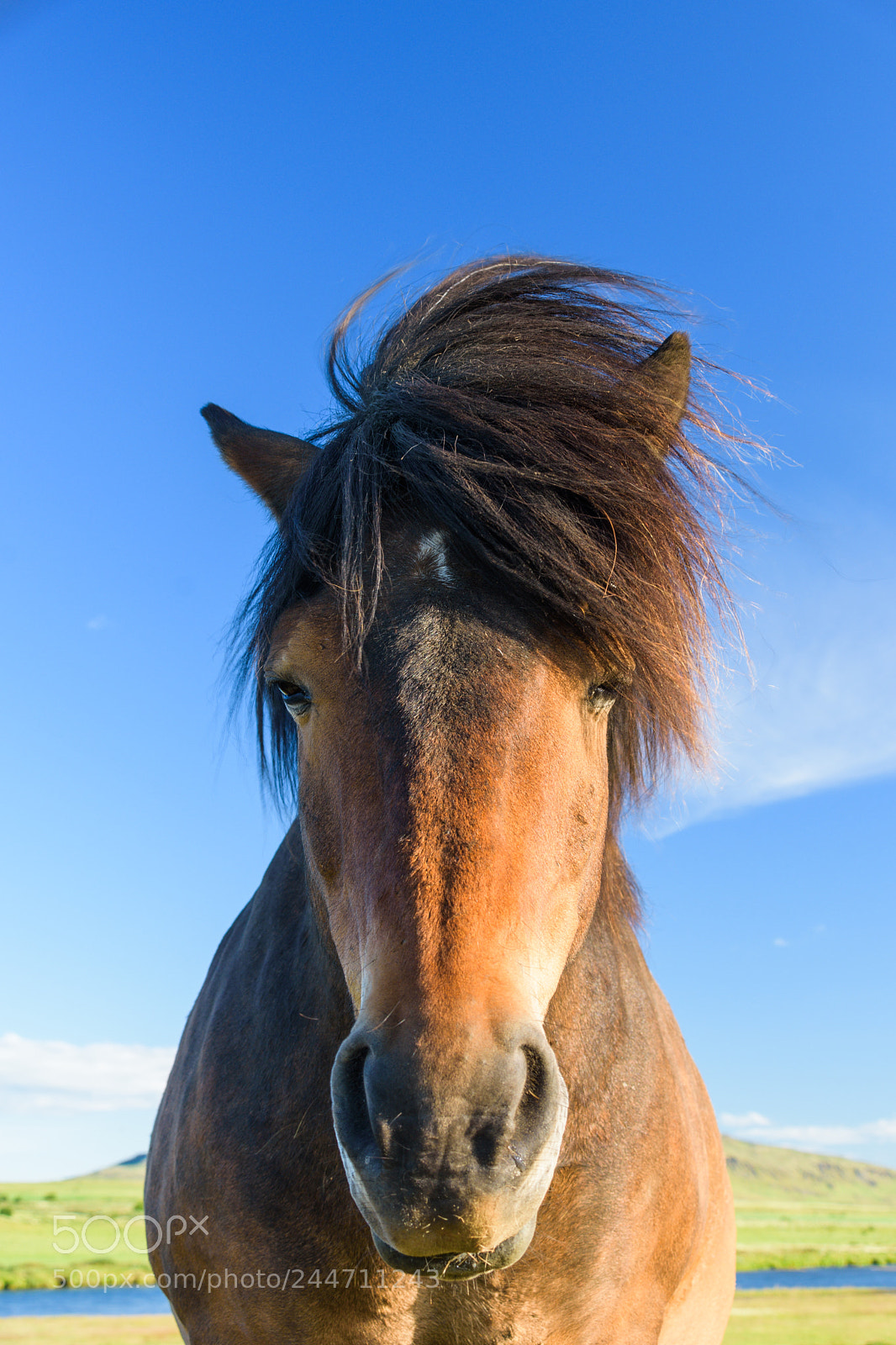 Nikon D7200 sample photo. Horse photography