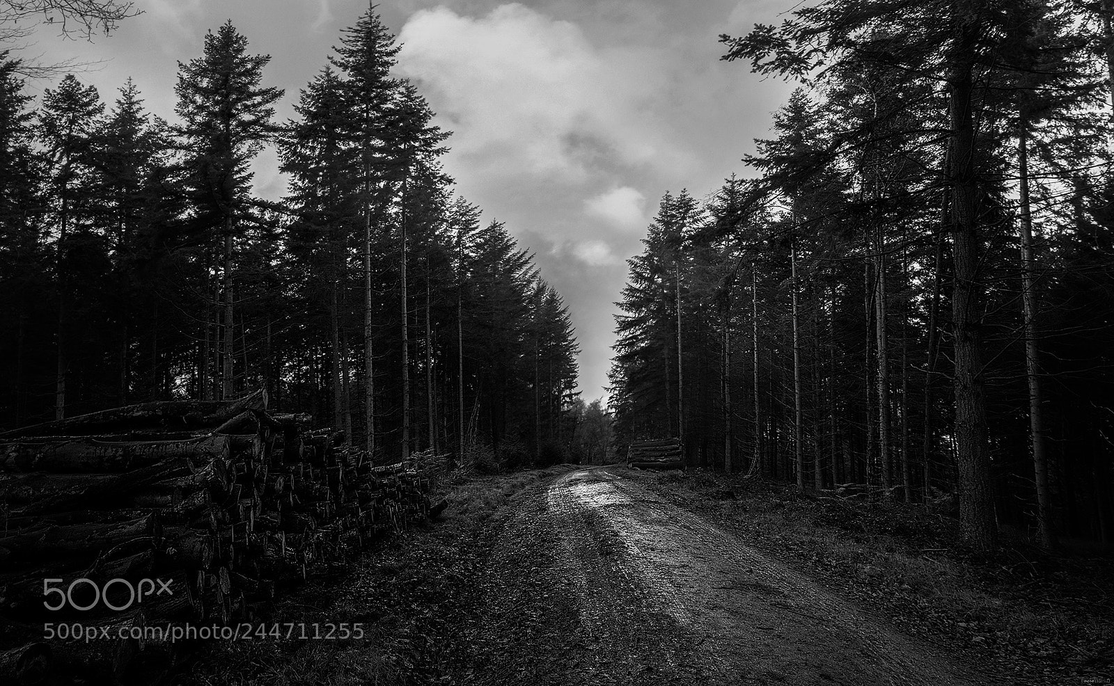 Nikon D850 sample photo. Paths and woodpiles.. photography