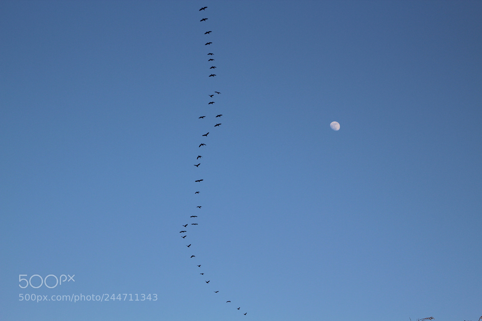 Canon EOS 600D (Rebel EOS T3i / EOS Kiss X5) + Canon EF 50mm F1.8 II sample photo. To the moon photography