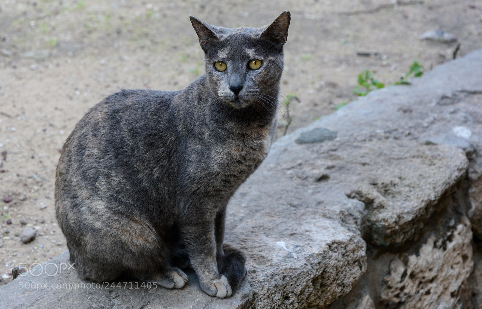 Nikon D7200 sample photo. A cute cat at photography