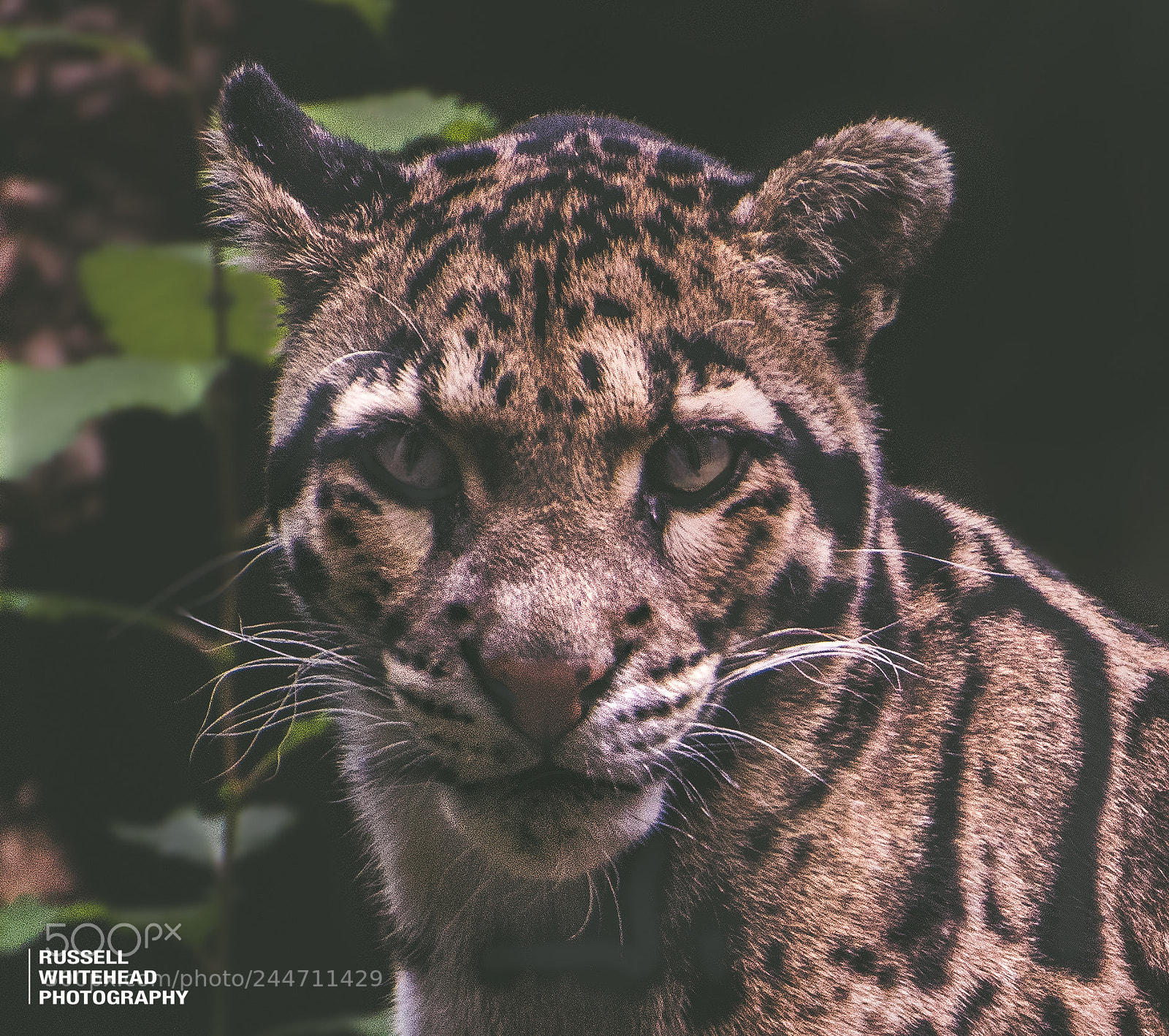 Nikon D810 sample photo. The clouded leopard photography