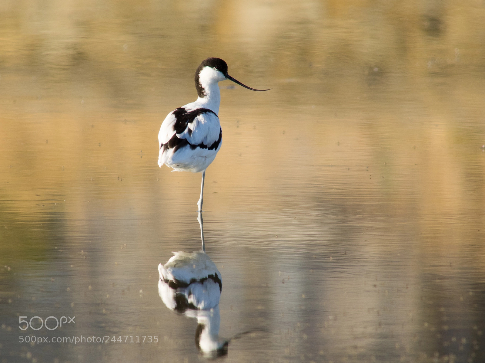 Olympus OM-D E-M1 sample photo. Pied avocet photography