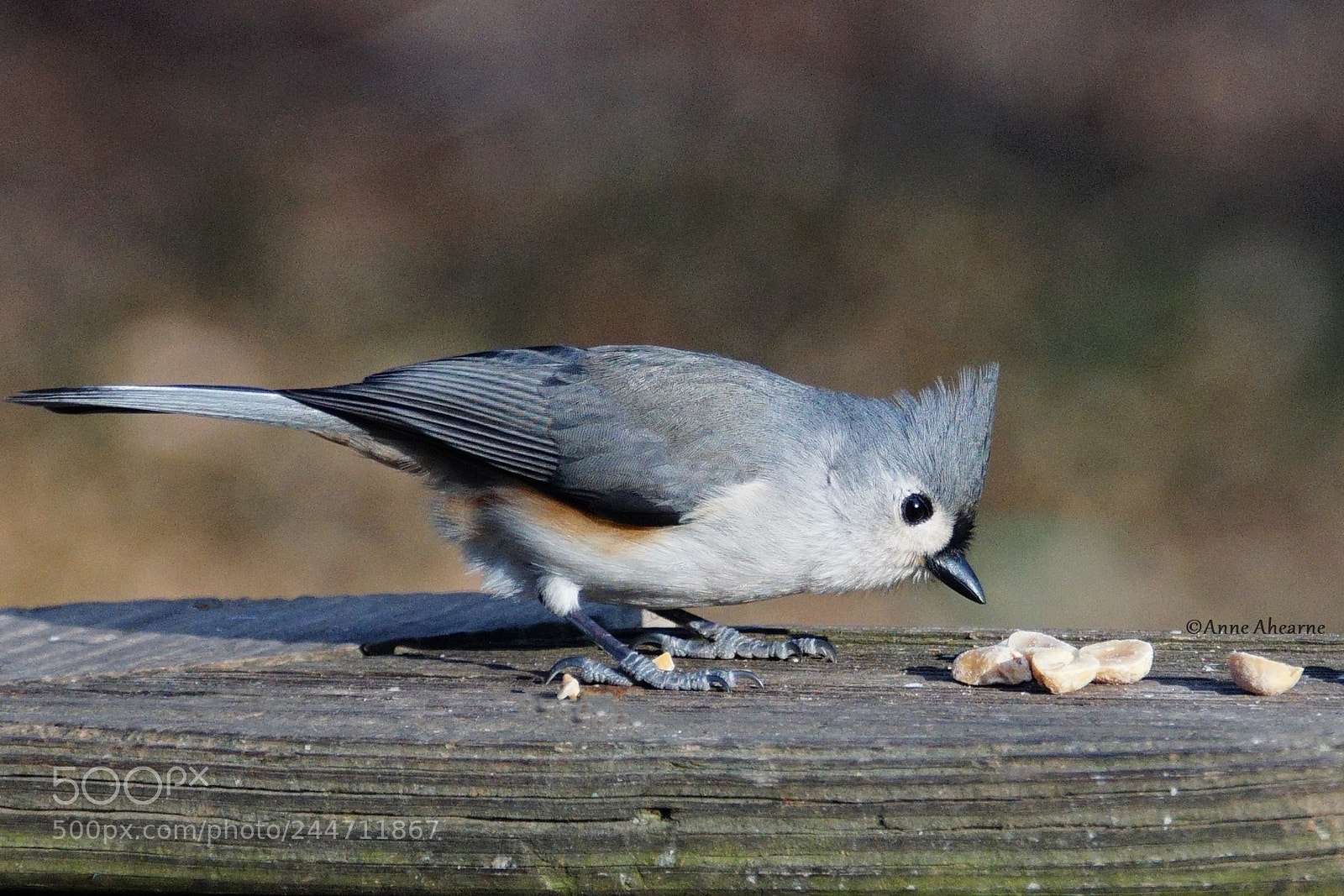 Sony ILCA-77M2 sample photo. Tufted titmouse carefully selecting photography