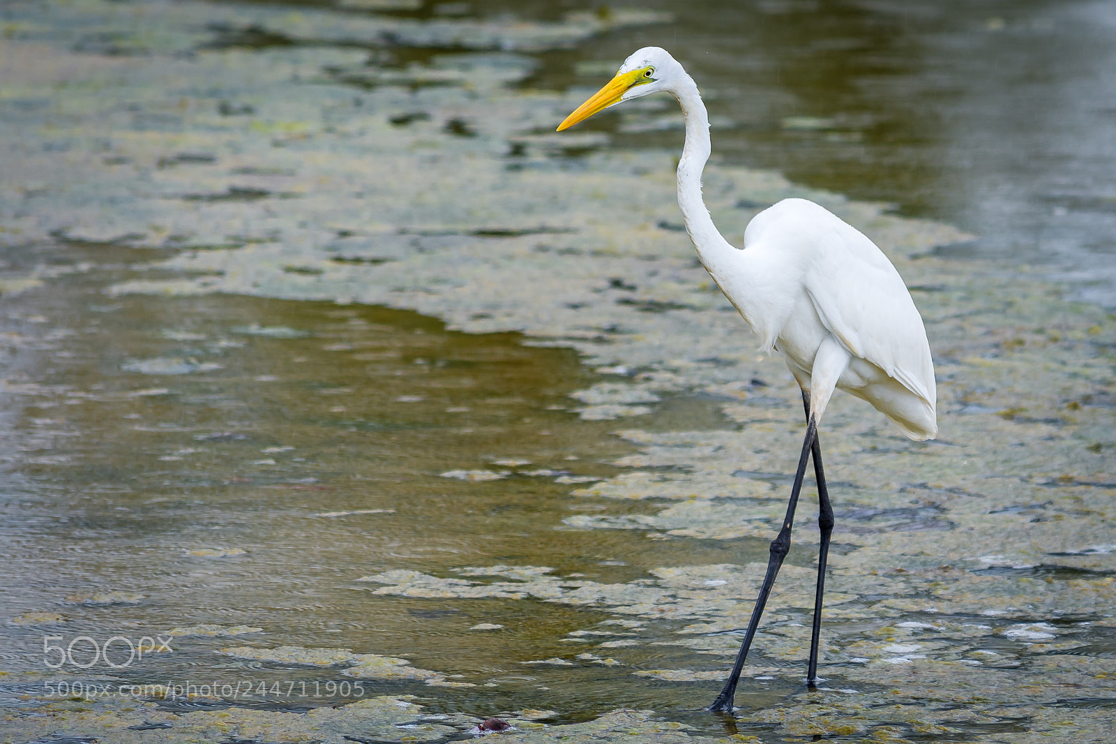 Nikon D7200 sample photo. Great white egret photography