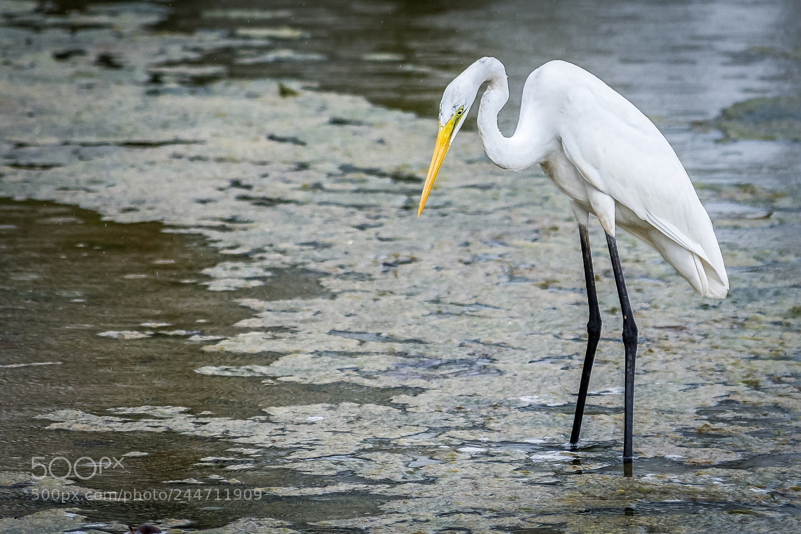 Nikon D7200 sample photo. Great white egret photography