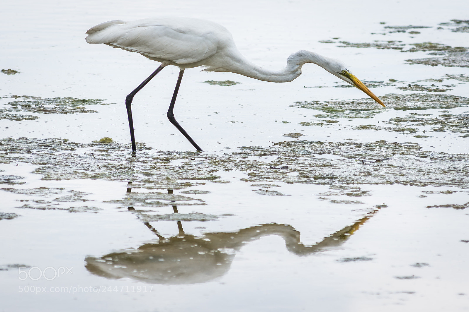 Nikon D7200 sample photo. Great white egret photography